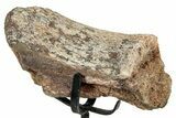 Theropod Dinosaur Vertebra Section w/ Metal Stand - Colorado #331124-1
